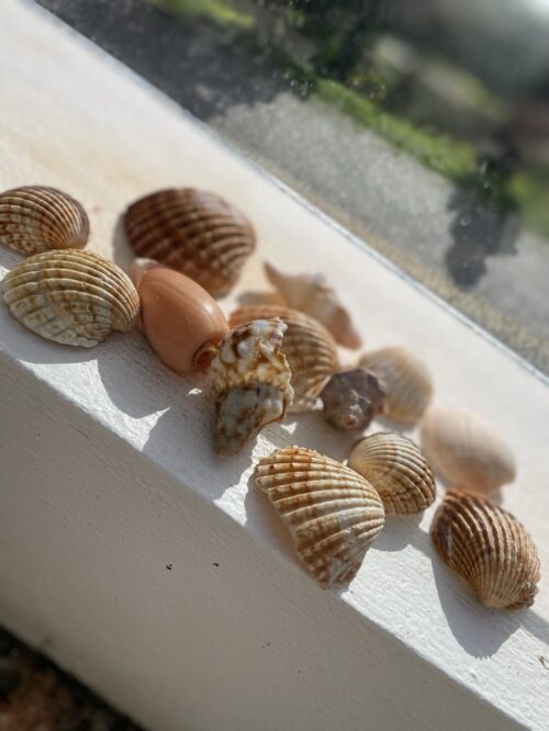 verschiedenste Muscheln nebeneinander Portugal